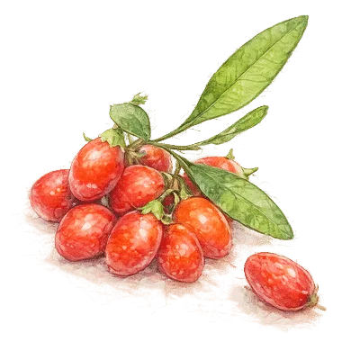 Petits fruits & Baies