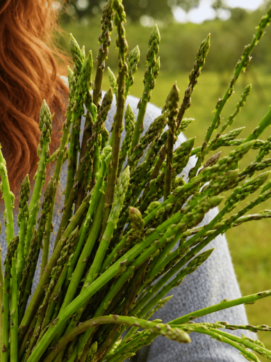 Asperge sauvage (Asparagus acutifolius) Graines