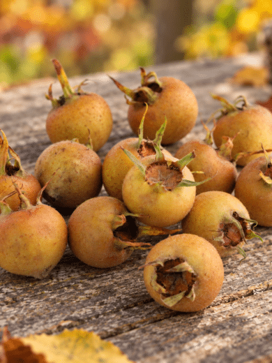 Néflier d'Allemagne (Mespilus germanica) Graines