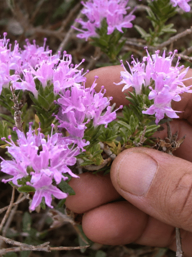 Thym à têtes (Thymbra capitata) Graines