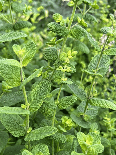 Menthe odorante (Mentha rotundifolia) Graines