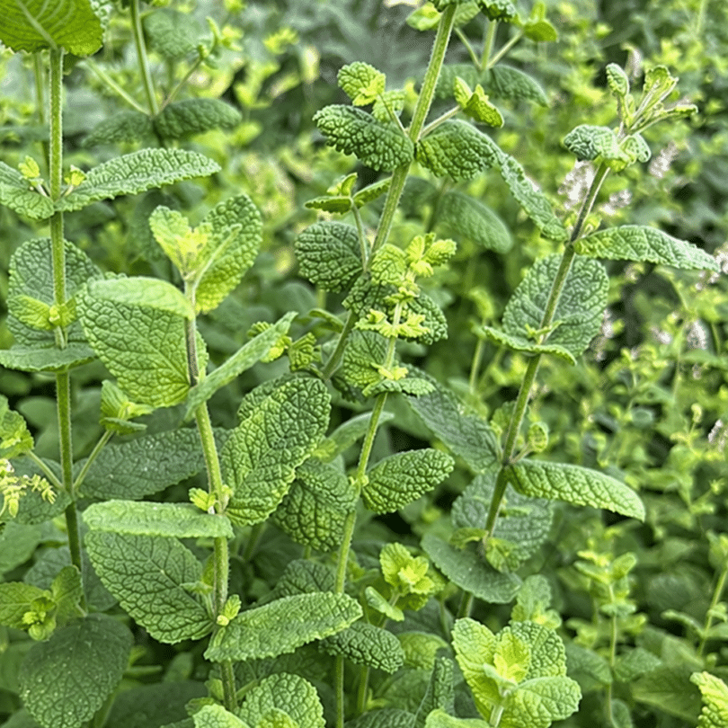 Menthe odorante (Mentha rotundifolia) Graines