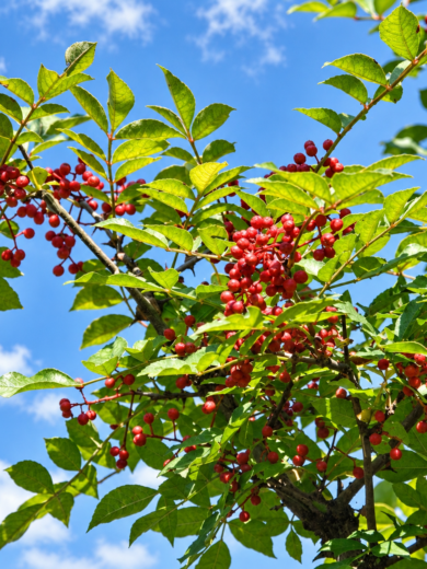 Poivrier de Sansho (Zanthoxylum schinifolium) Graines