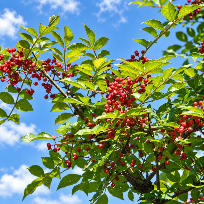 Poivrier de Sansho (Zanthoxylum schinifolium) Graines